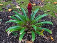 Bromelie mit großer rotgelber Blüte - Furnas - São Miguel